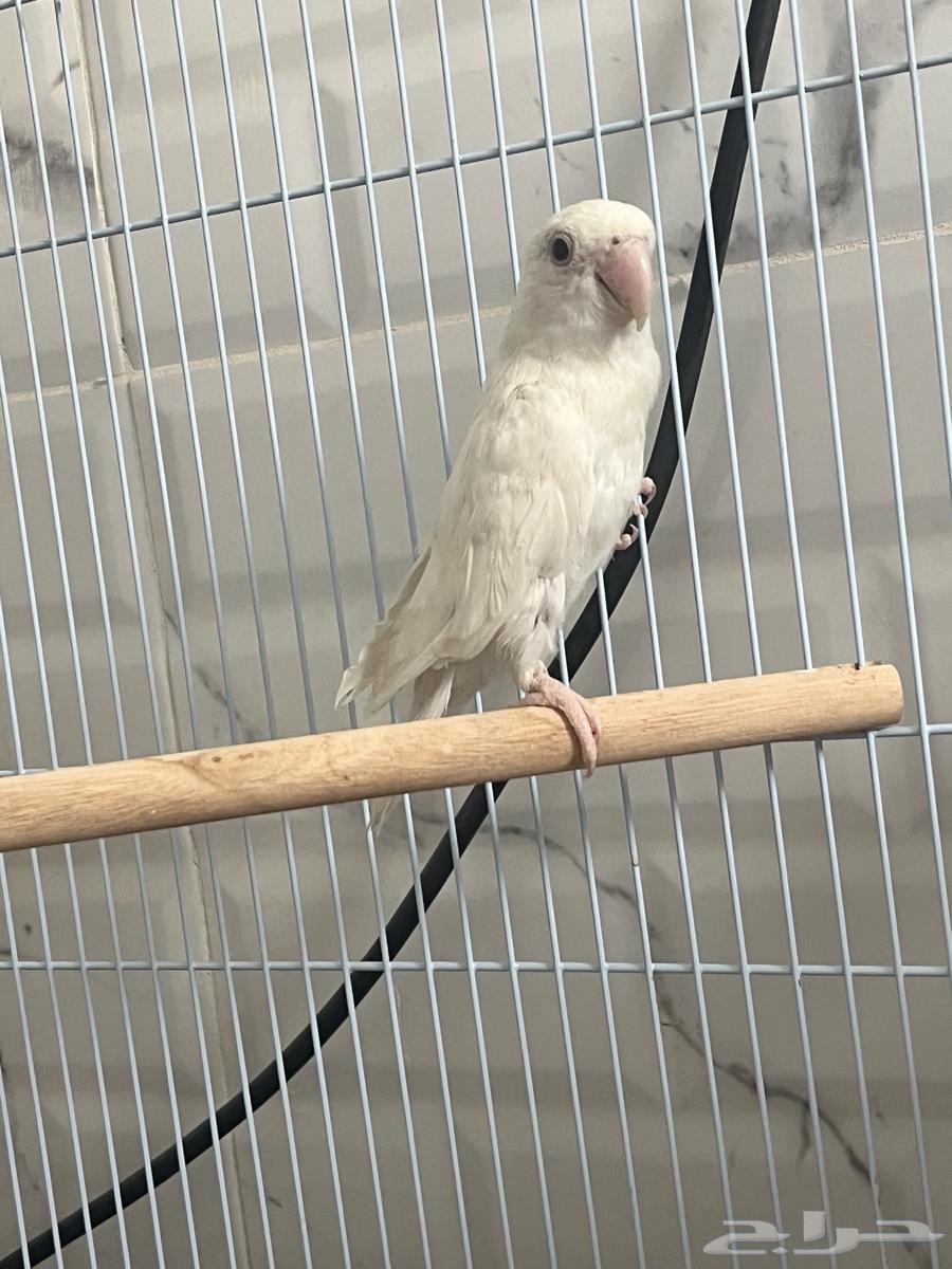 Mate of the day produced64243691985665113