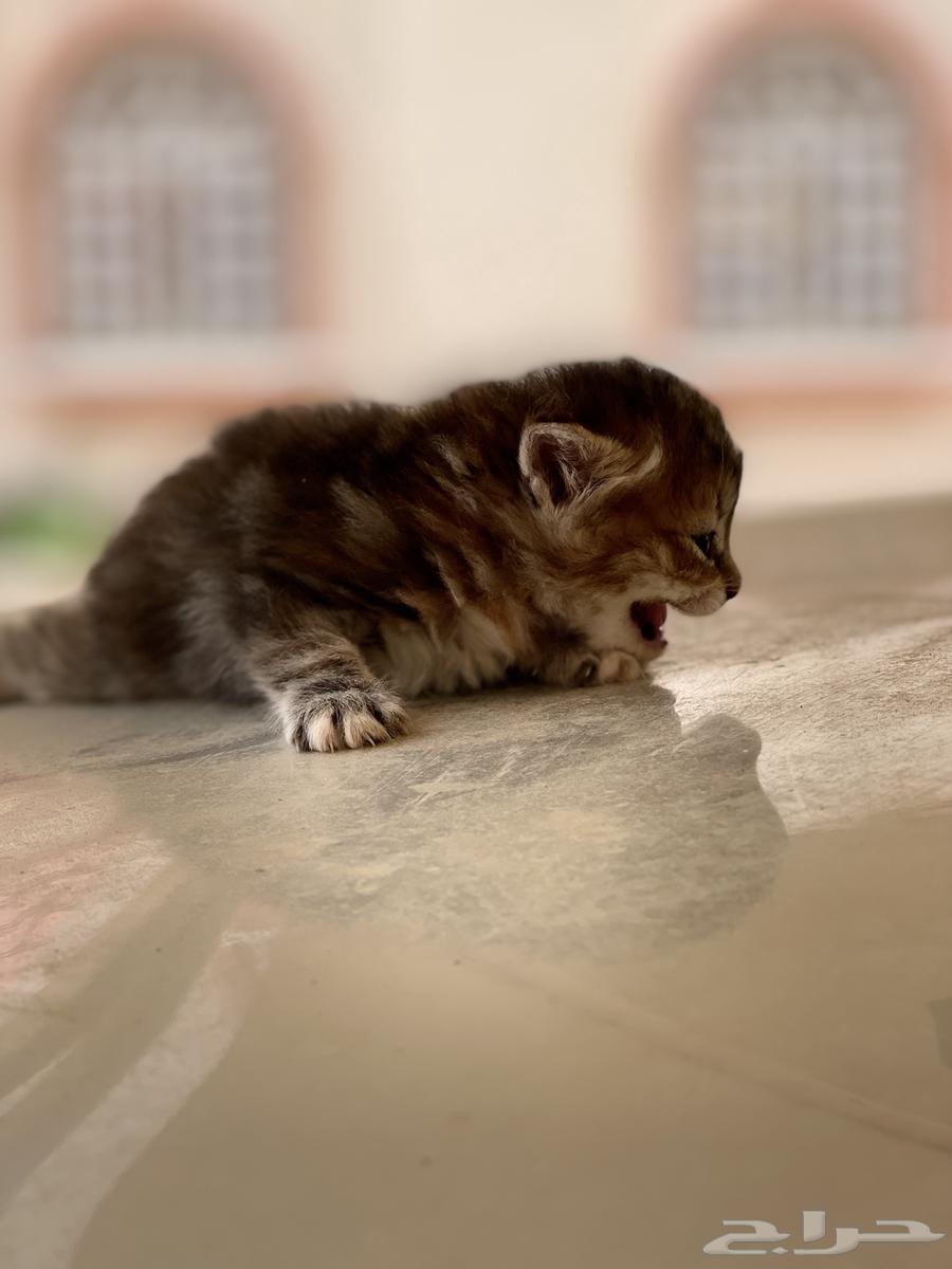 قطة صغيرة للبيع64241591324291111