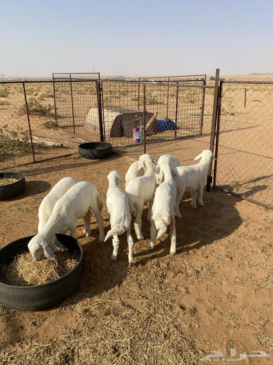 تم البيع64247510174209111