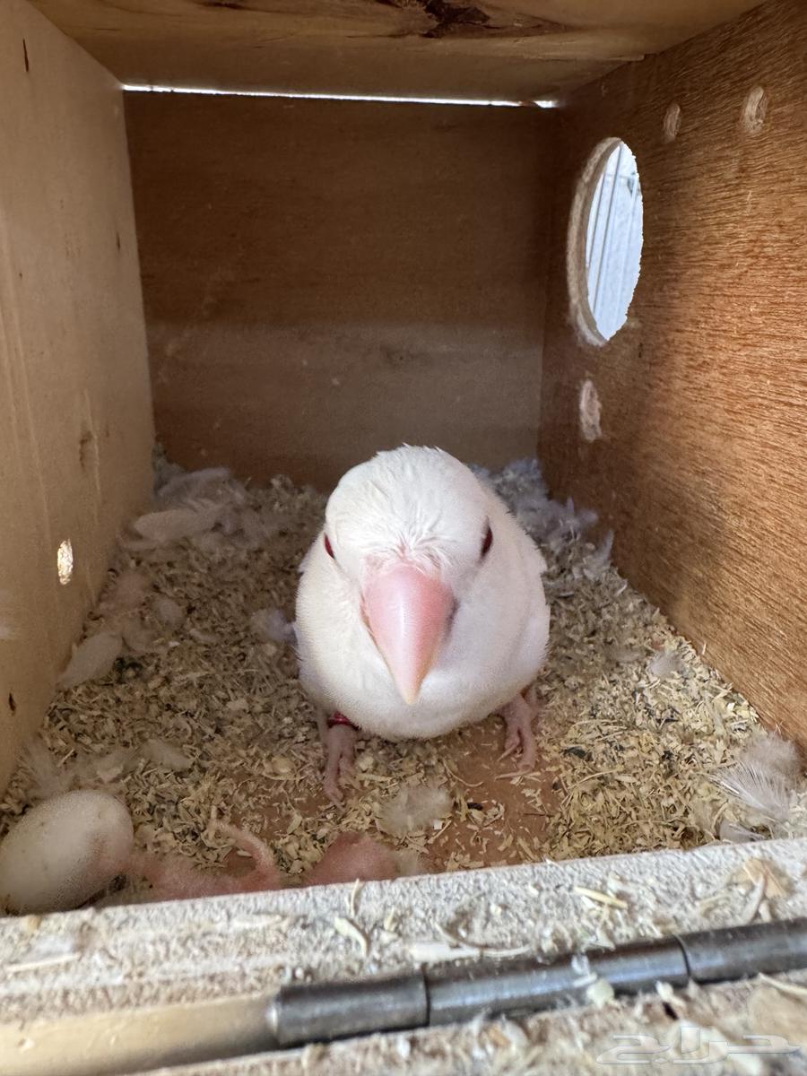 Rose pair with one chick and two eggs..64248273163779112