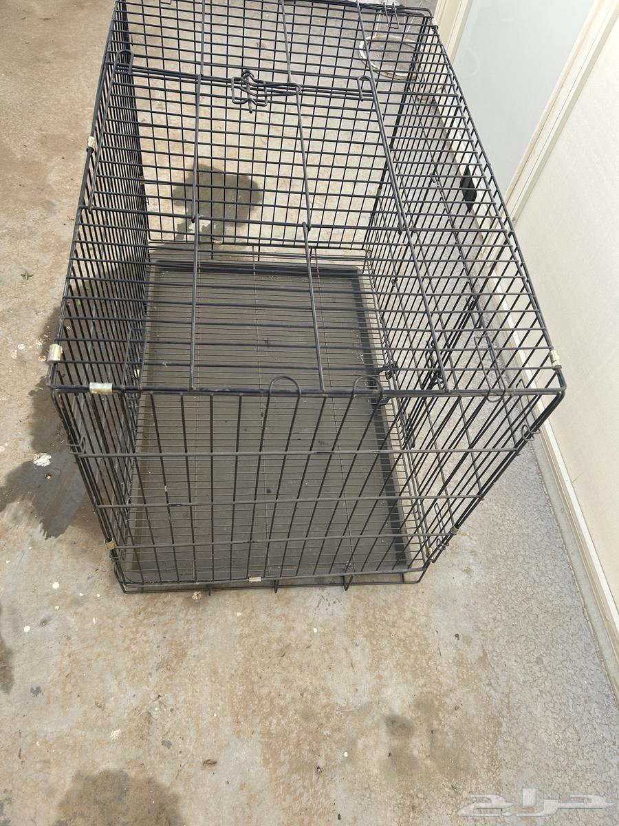 شبك حيوانات64237727098370112