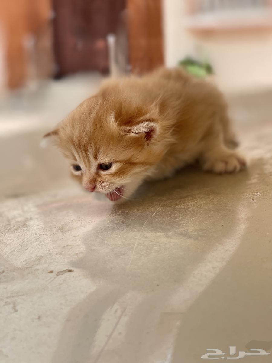 قطة صغيرة للبيع64241769186306111