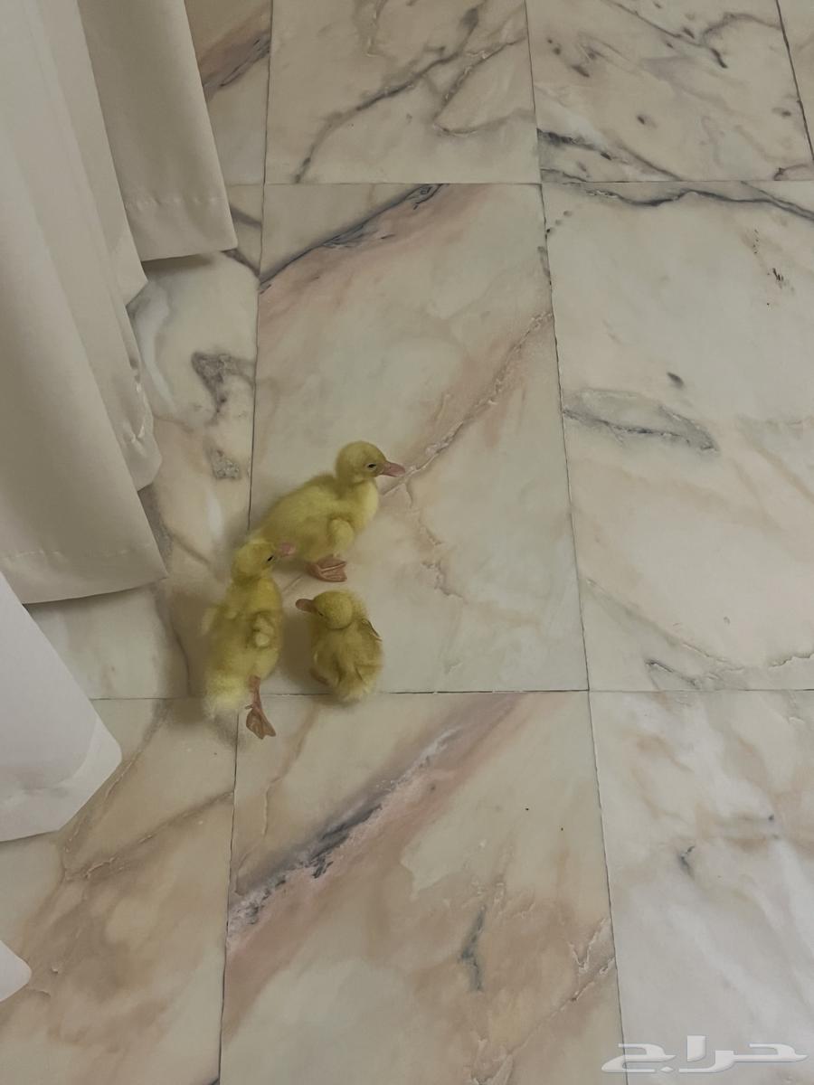 بط للبيع64249066056577111