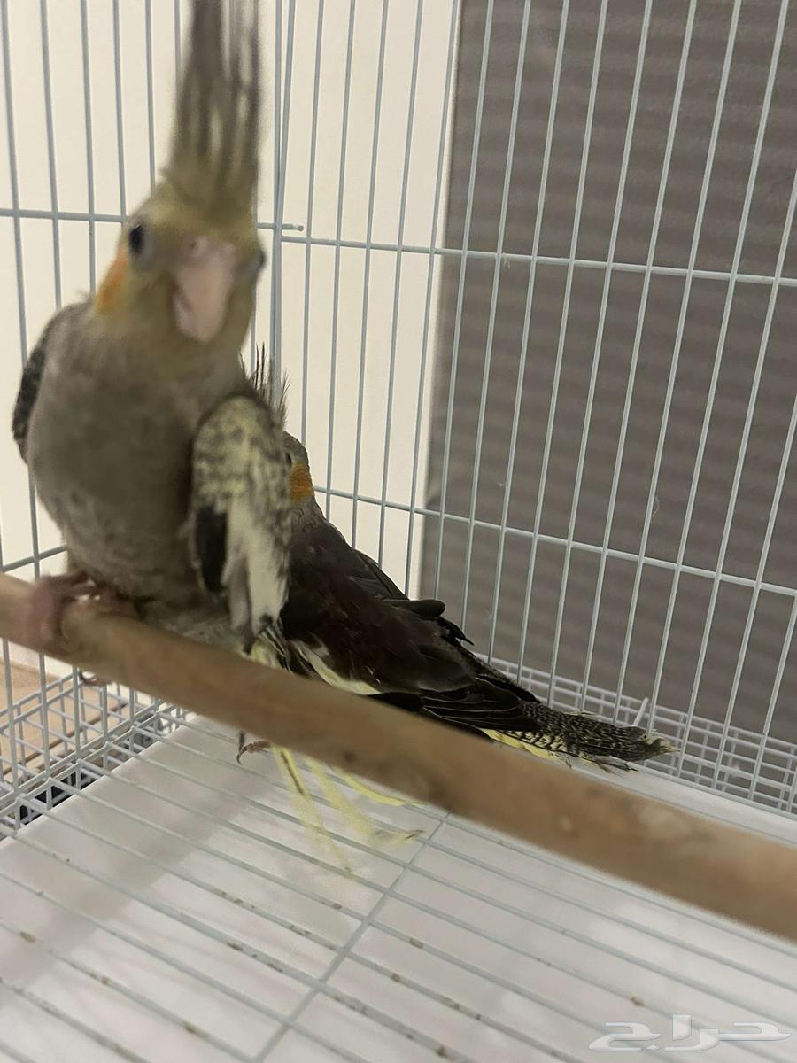 زوج طير كروان للبيع العمر شهرين64236872026114114