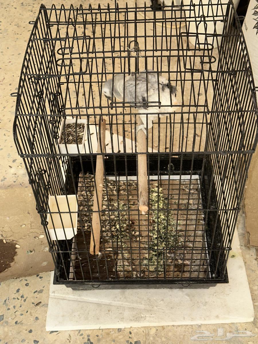 للبيع ببغاء كاسكو افريقي ب 3500 ريال64239872330627113