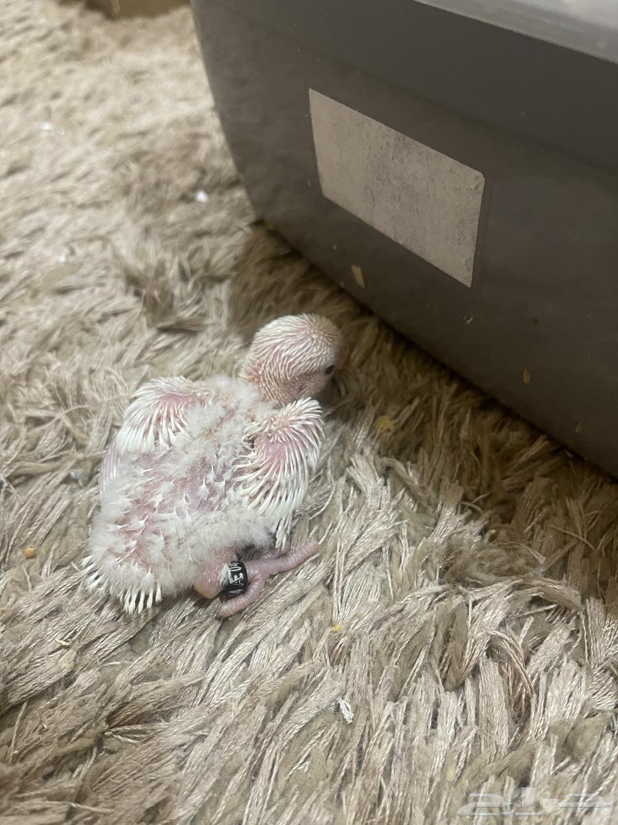 فروخ روز البينو64241240254594114