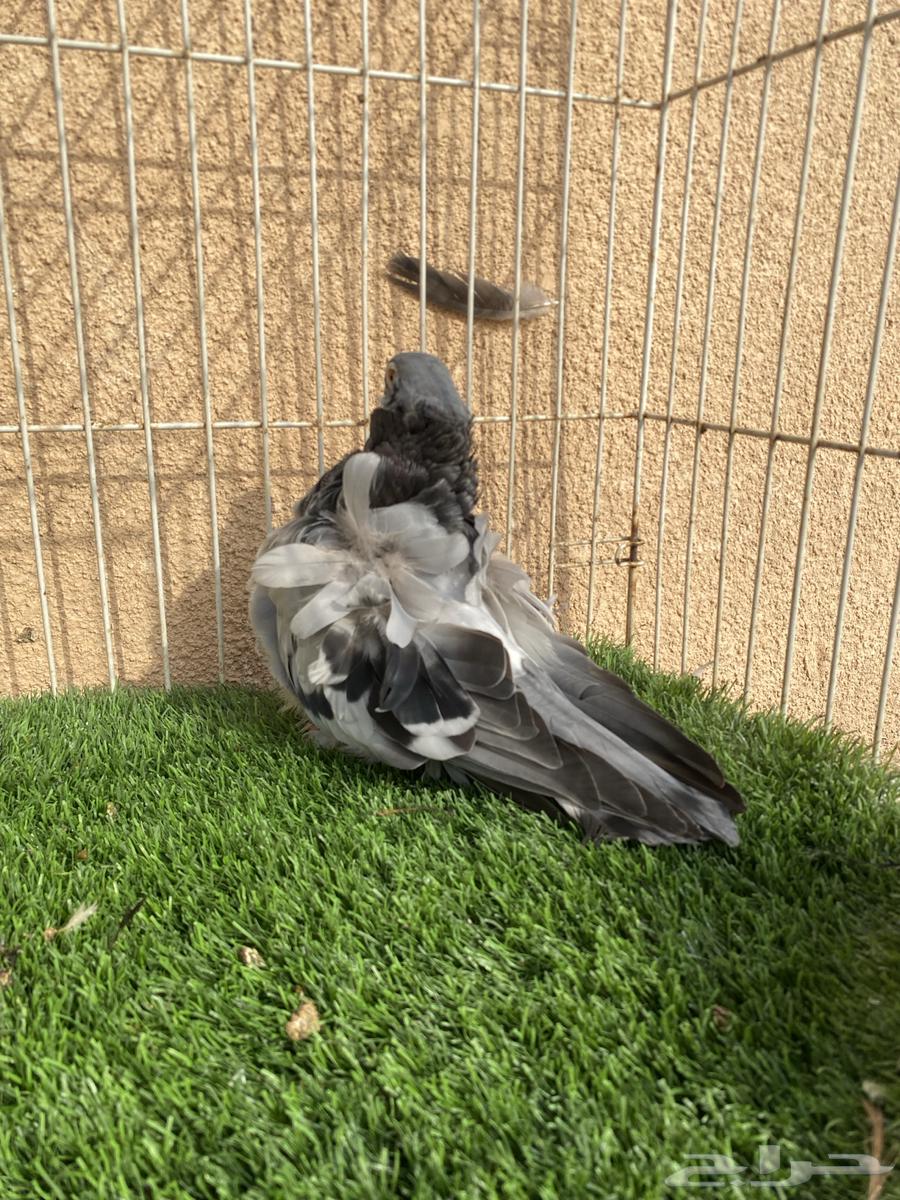 للبيع انثى بلو بار64241769622274110