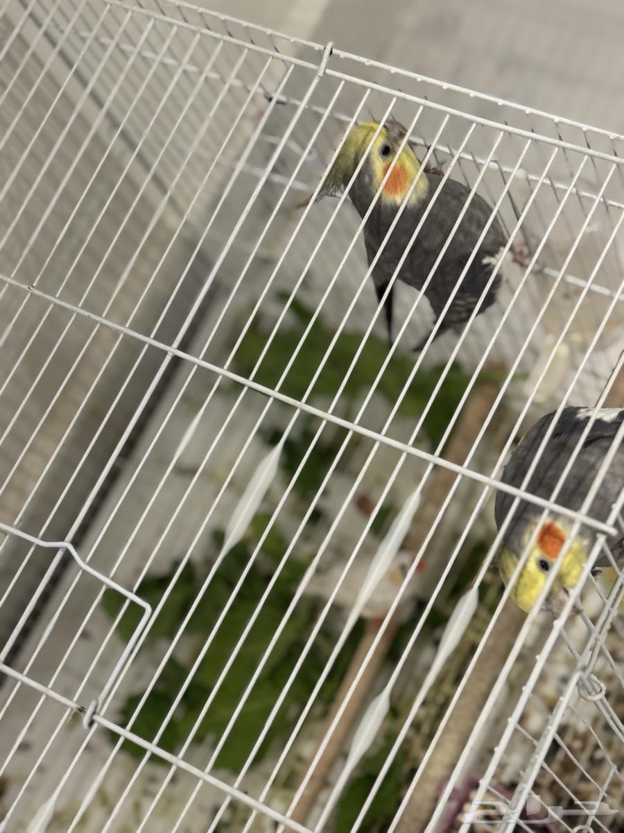Crowned pigeons with a zebra finch, cage, and accessories64240892791297110