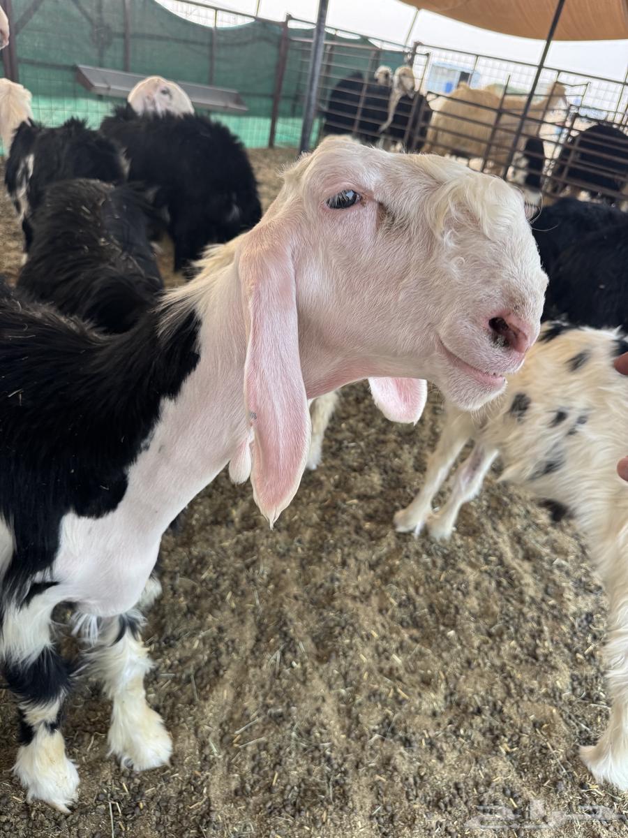 Talai Najdi Ma'rif64256284704131111