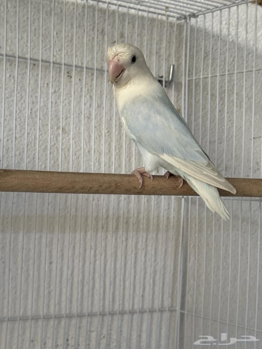 Rose pair with one chick and two eggs..64248273163779113