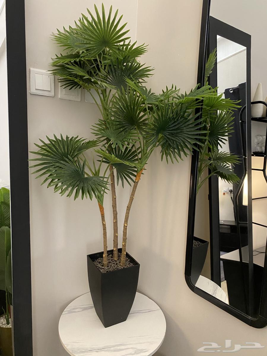 نبتات صناعية مستخدمة للبيع64233179380866110