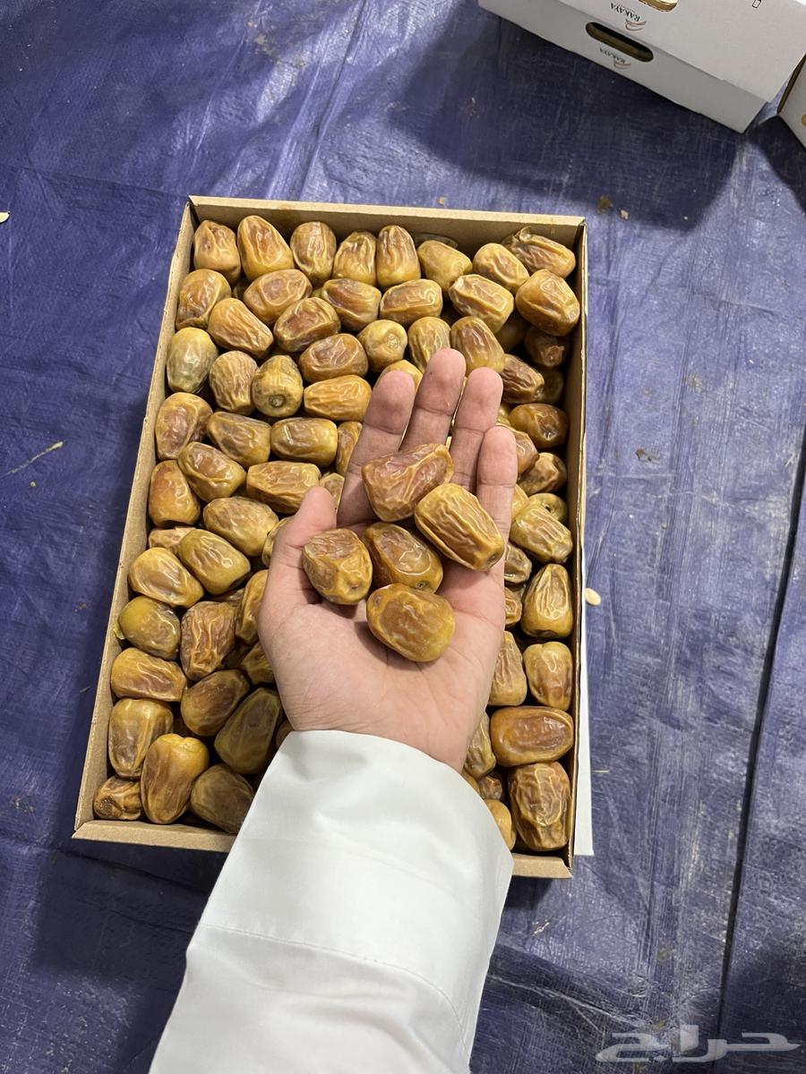 Premium Soft Sukkari Dates64251394139139111