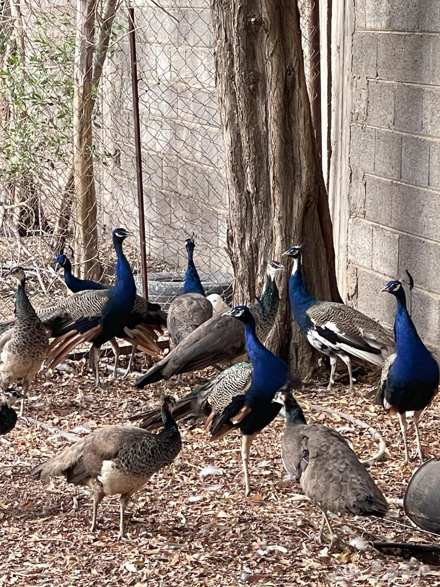 طاووس للبيع طووايس للبيع64252648049411114