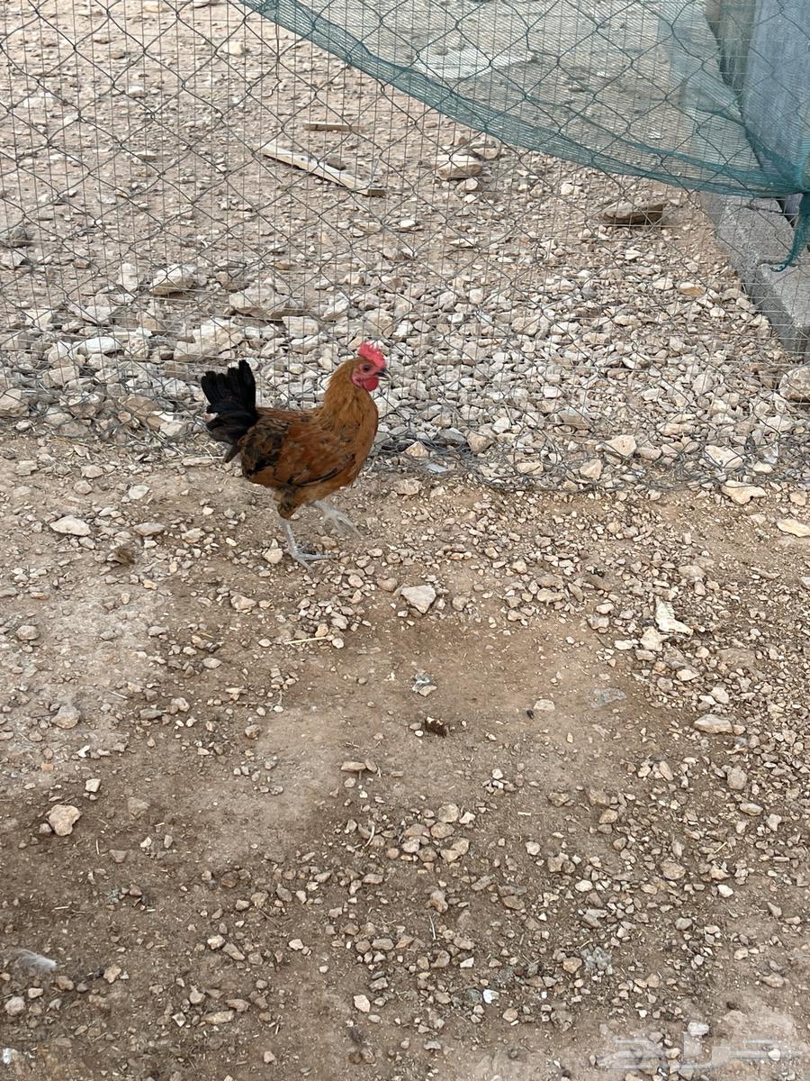 ديوك للبيع64251711739011113