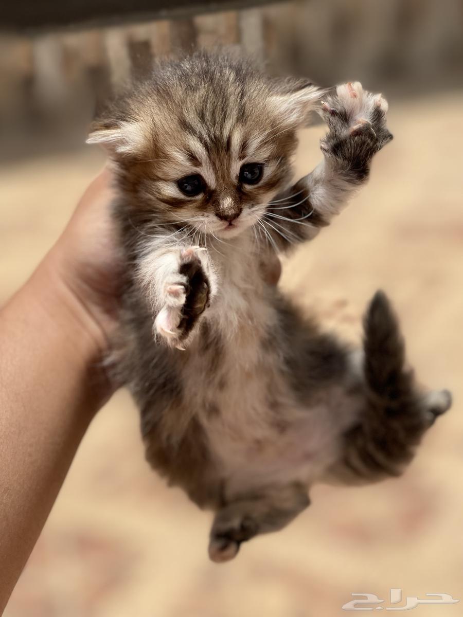 قطة صغيرة للبيع64241591324291113