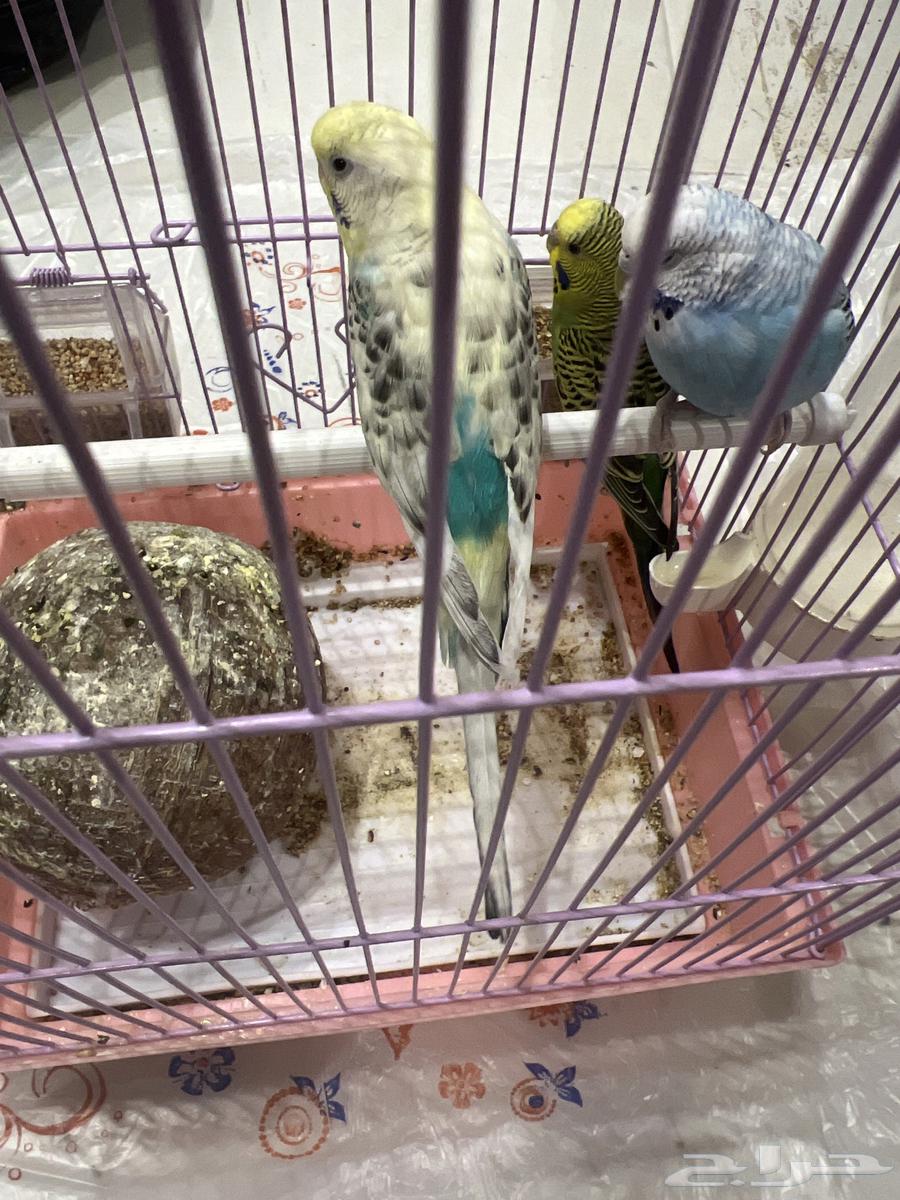 بادجي للبيع64250754147843111