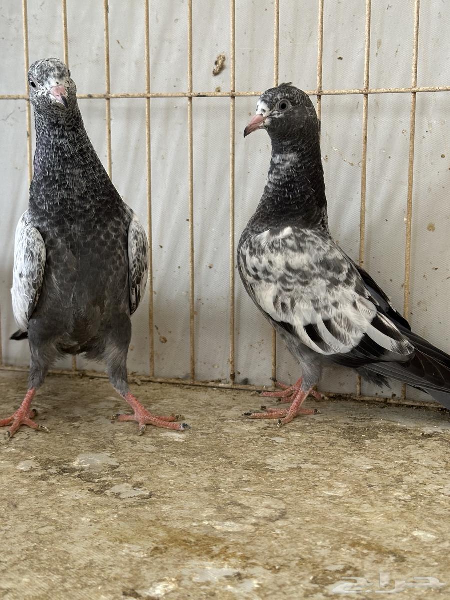 باكستانيات القمري تم البيع64244923192193113