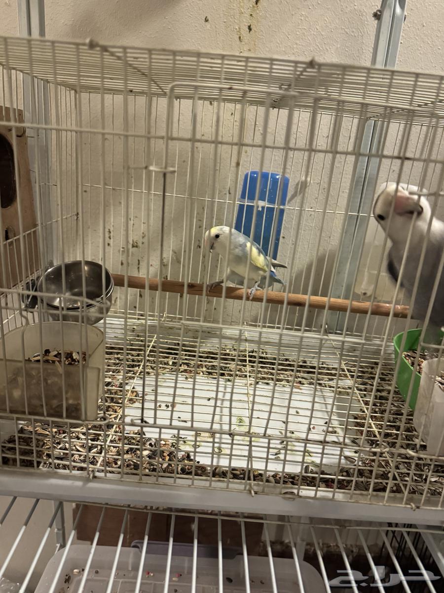 ذكرين روز أليفه للبيع64250426827139114