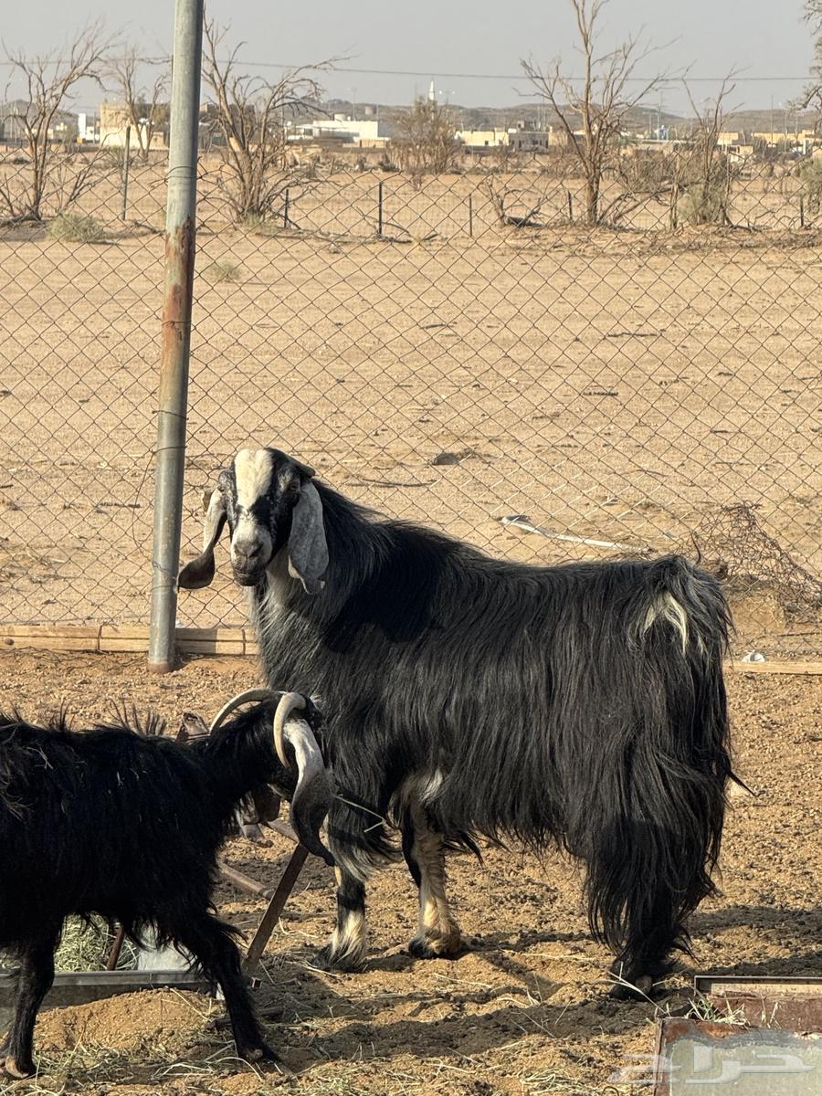 معزا عوارض للبيع64234620360961113