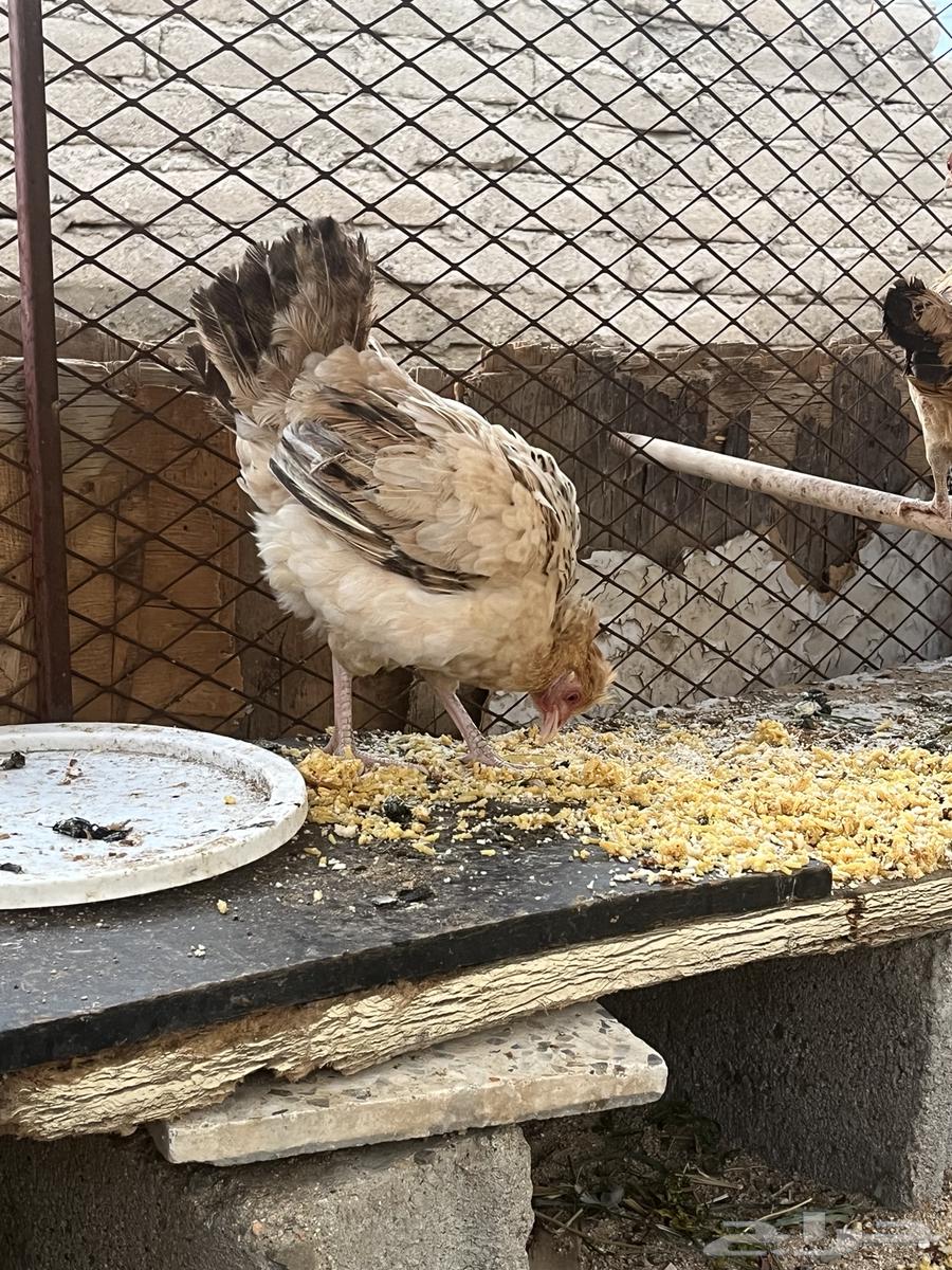 دجاجه تحضن على البيض للبيع64236671137153112