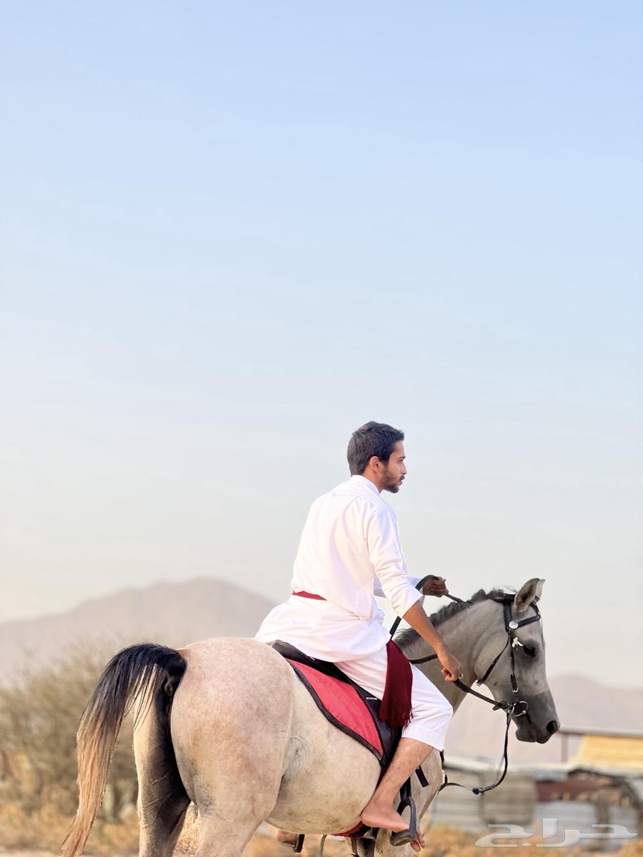 خيل شعبي للبيع64235325609217114