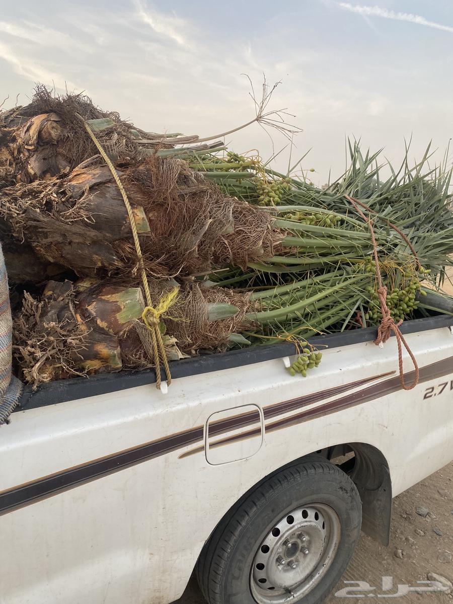 Date palm trees for sale, available in Afif today at a reasonable price64240396341507110