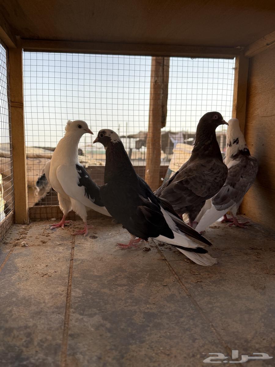 حمام قطايف64236872171265111