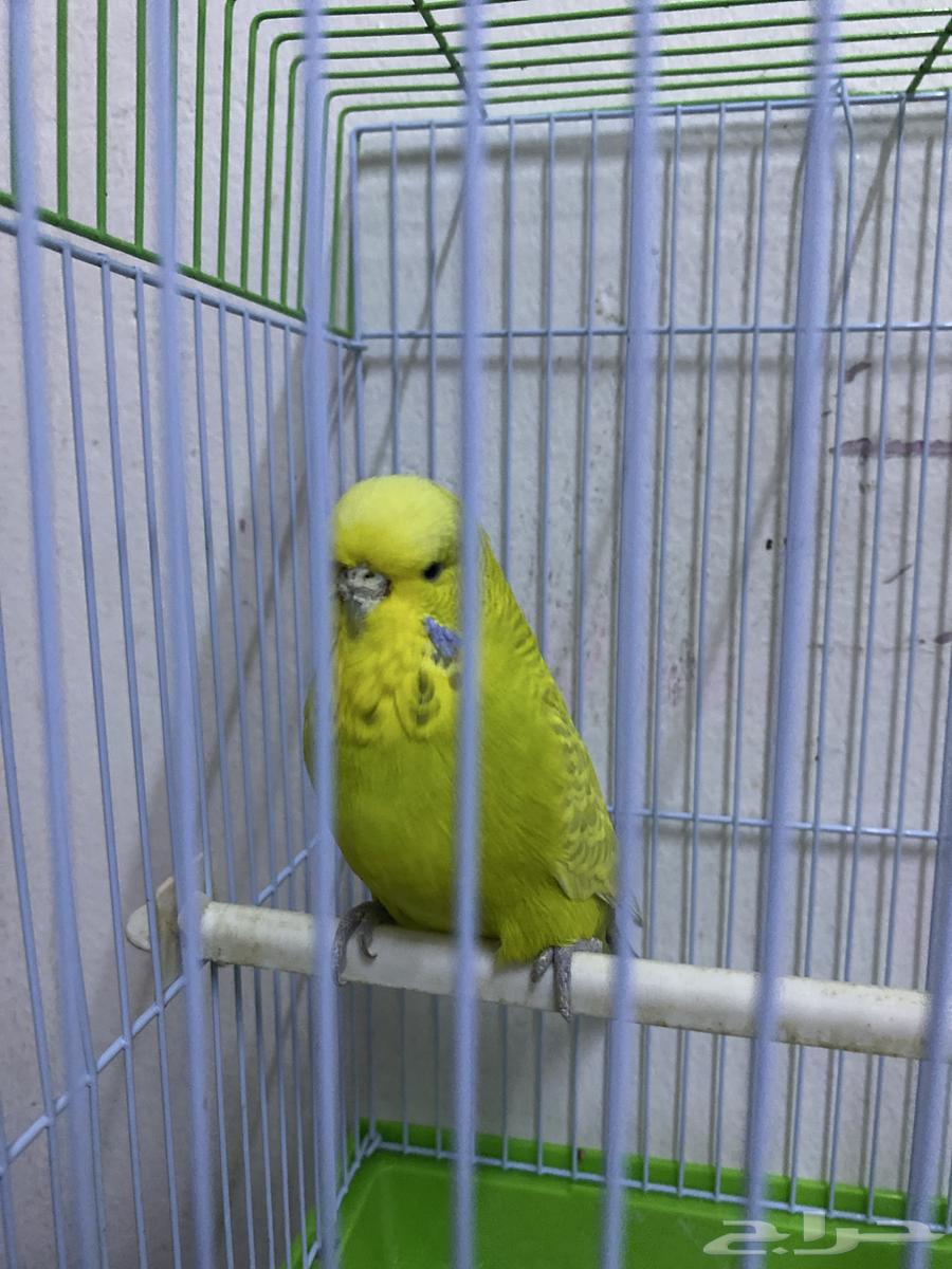 طير حوب64408822199810110