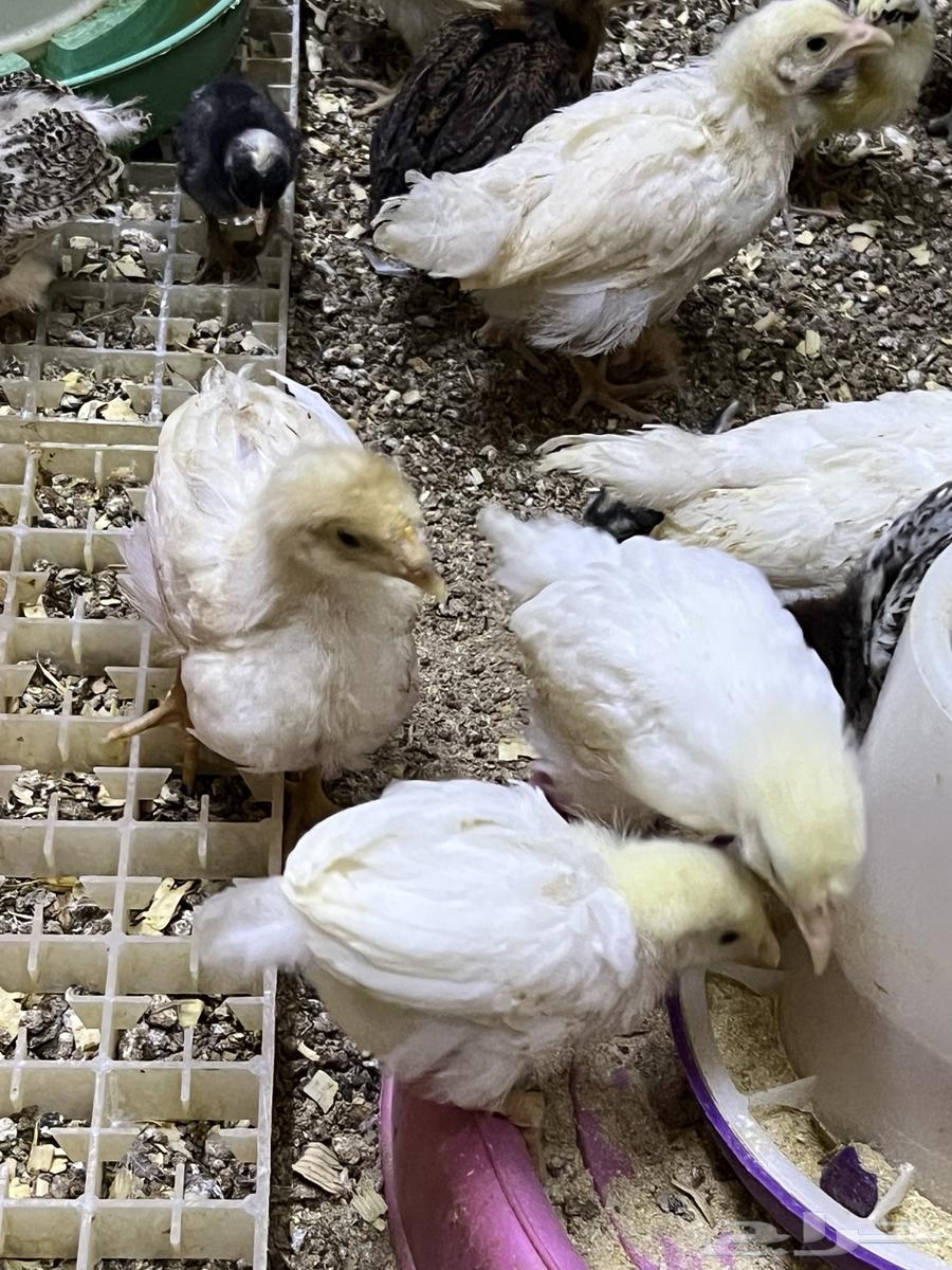 صوص صيصان لوهمان لهمن براون64252648018561110