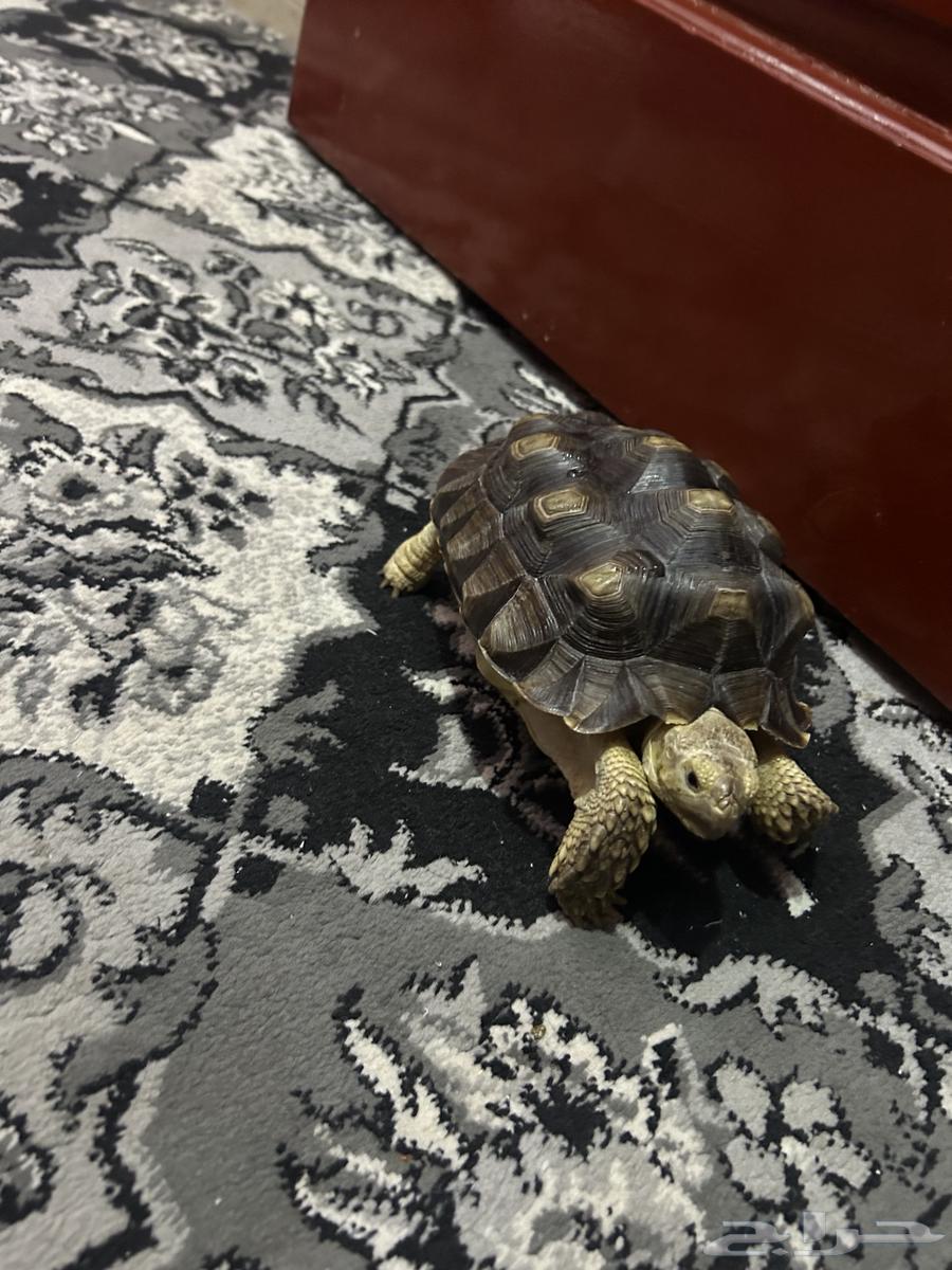 سلحفاه بريه64233487109891110