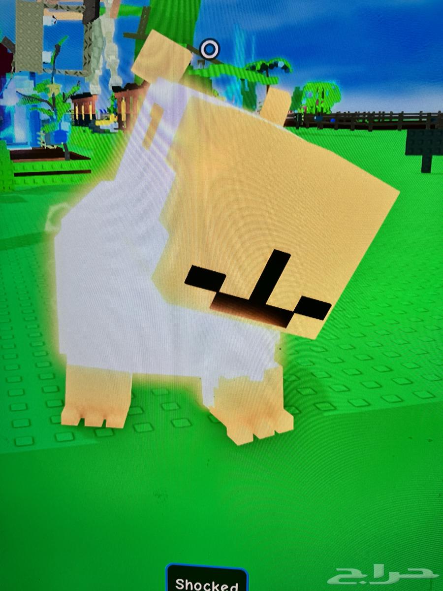 حيوانات قرو قاردن للبيع64247343313025114