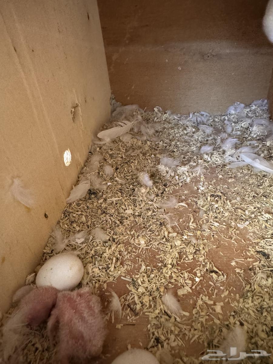 Rose pair with one chick and two eggs..64248273163779111