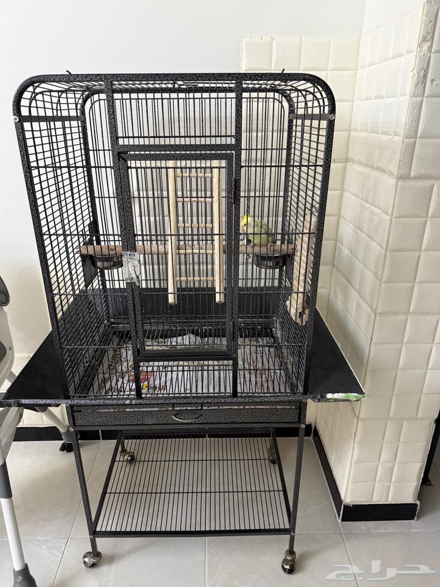 انثى روز للبيع مع القفص الكبير و الصغير64244076581122111