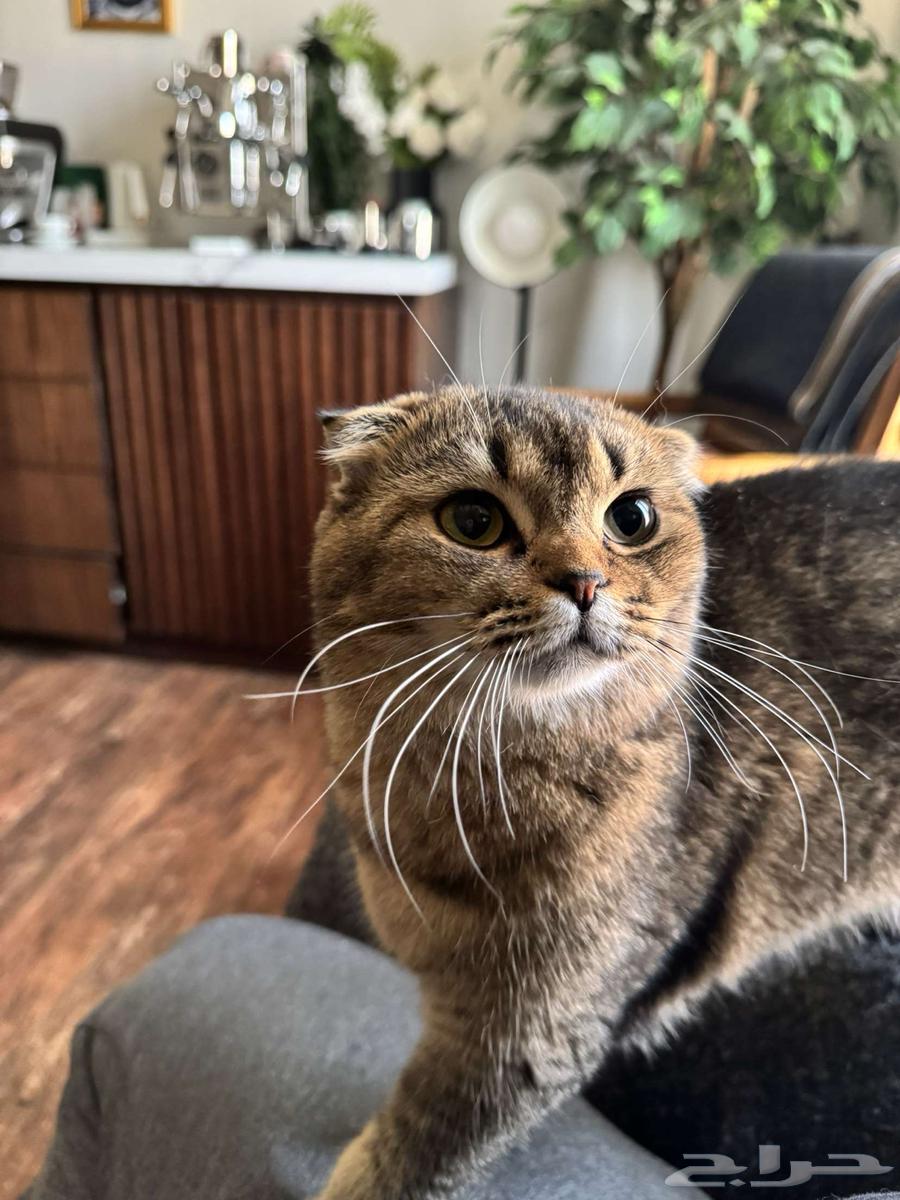 Scott Fold64245110548225112