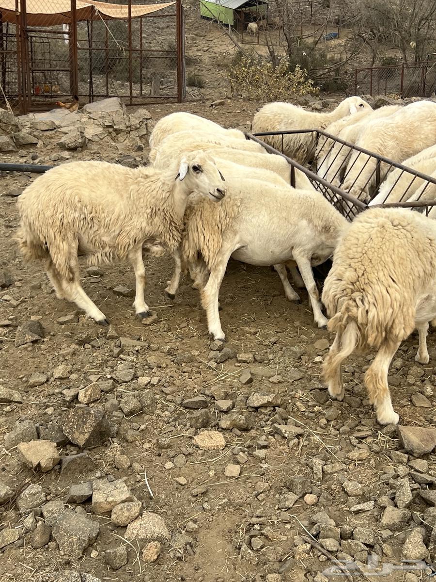 Sheep for sale64249424588033113