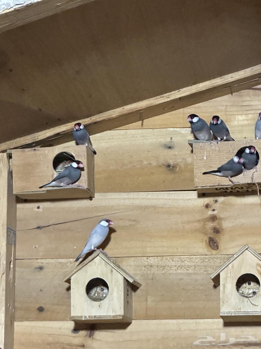 For sale Java Silver, White and Normal birds, 22 in total64232338815235112