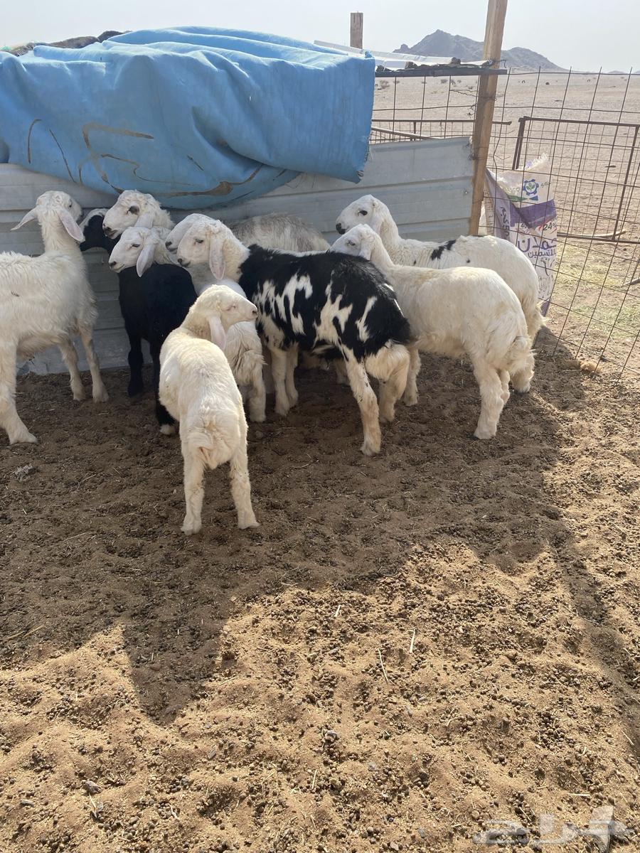 10 كلش خروف نظيفه الموقع الحناكيه64239031656578112