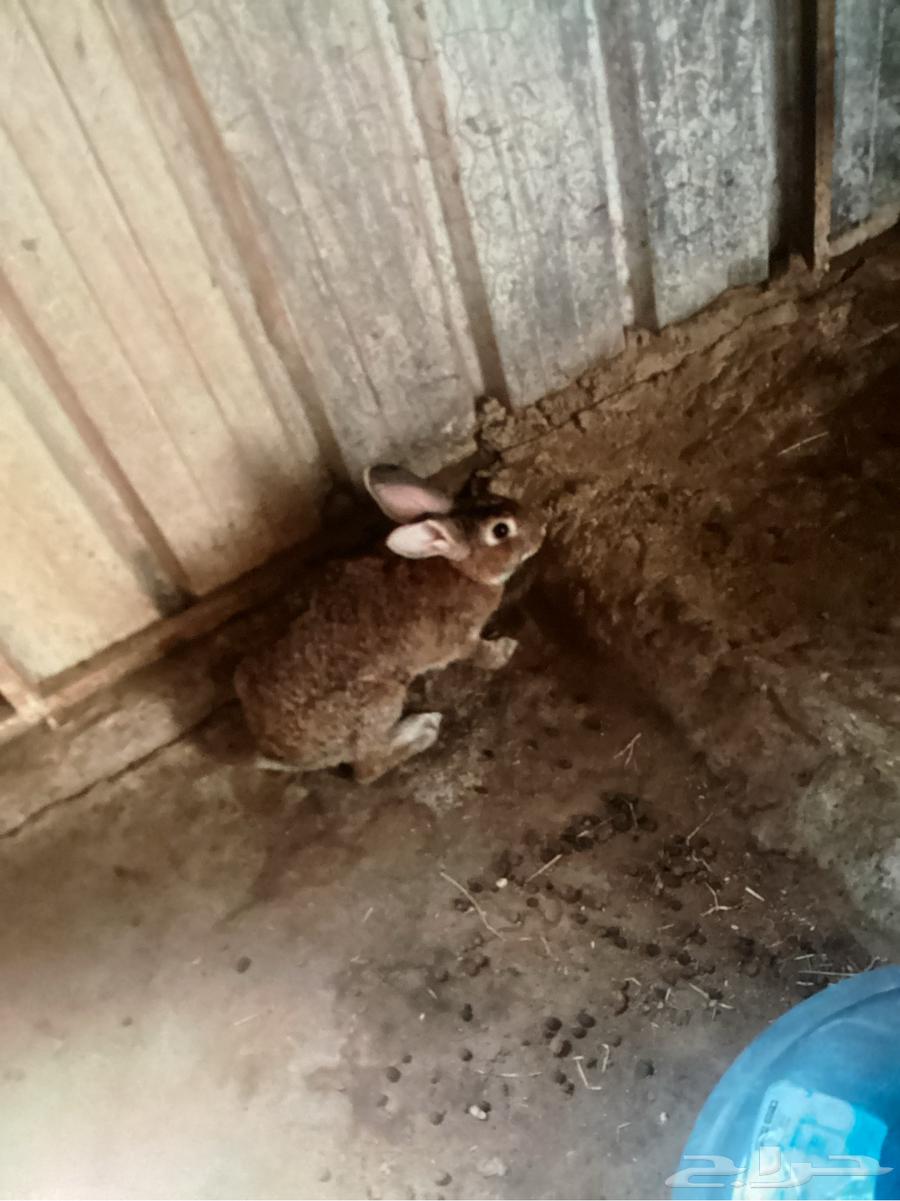 4 rabbits for sale, two small ones are 5 months old and the larger ones are 1 year and 2 months64240068302850112