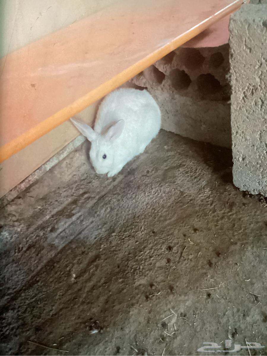 4 rabbits for sale, two small ones are 5 months old and the larger ones are 1 year and 2 months64240068302850111