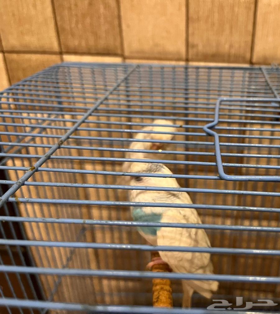 طيور الحب64251879234050110