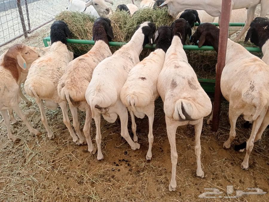 برابر صومالي وتيوس صومالي تربيه64249629915650111