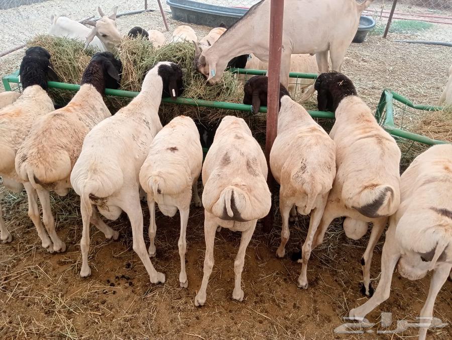 برابر صومالي وتيوس صومالي تربيه64249629915650113