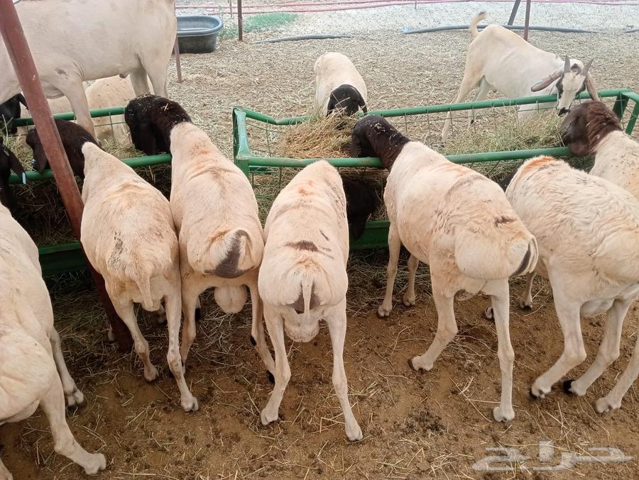 برابر صومالي وتيوس صومالي تربيه64249629915650112