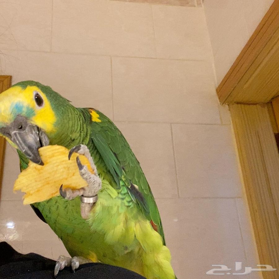 ببغاء   امازون للبيع64237079397891111