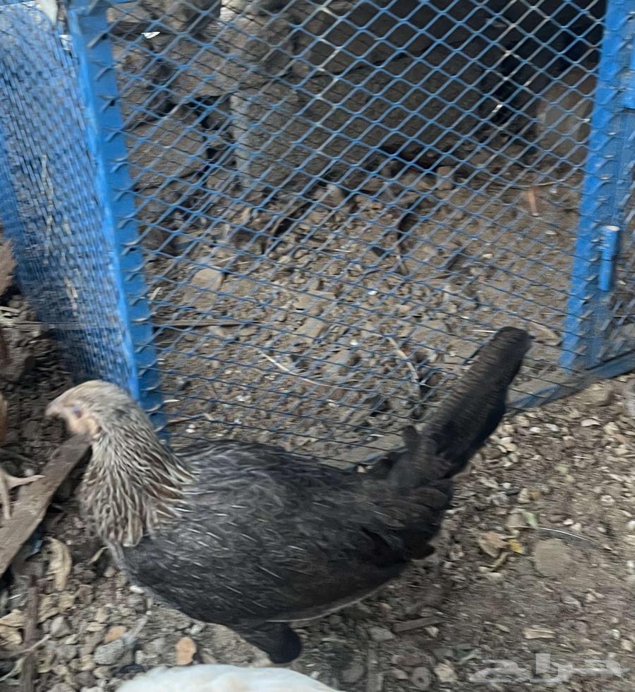 فروخ لوهمان وبلدي ودجاجه بلدي64247713176833110