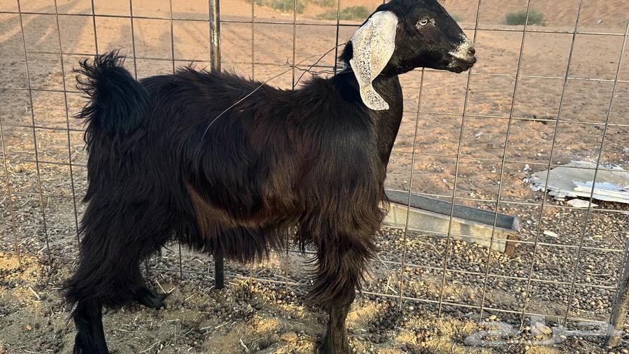 تيس للبيع عمره 7 شهور64249424575746110