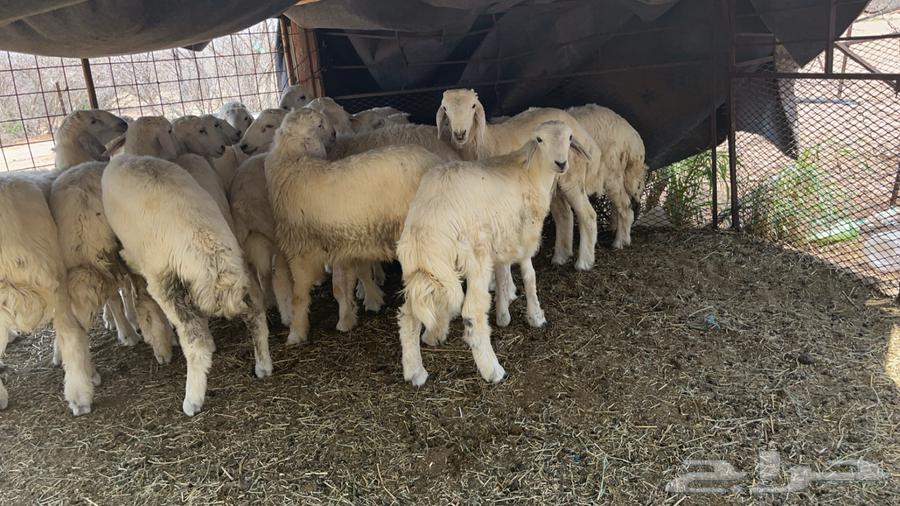 طليان ذبايح64245481624451110