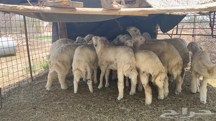 طليان ذبايح64245481624451114