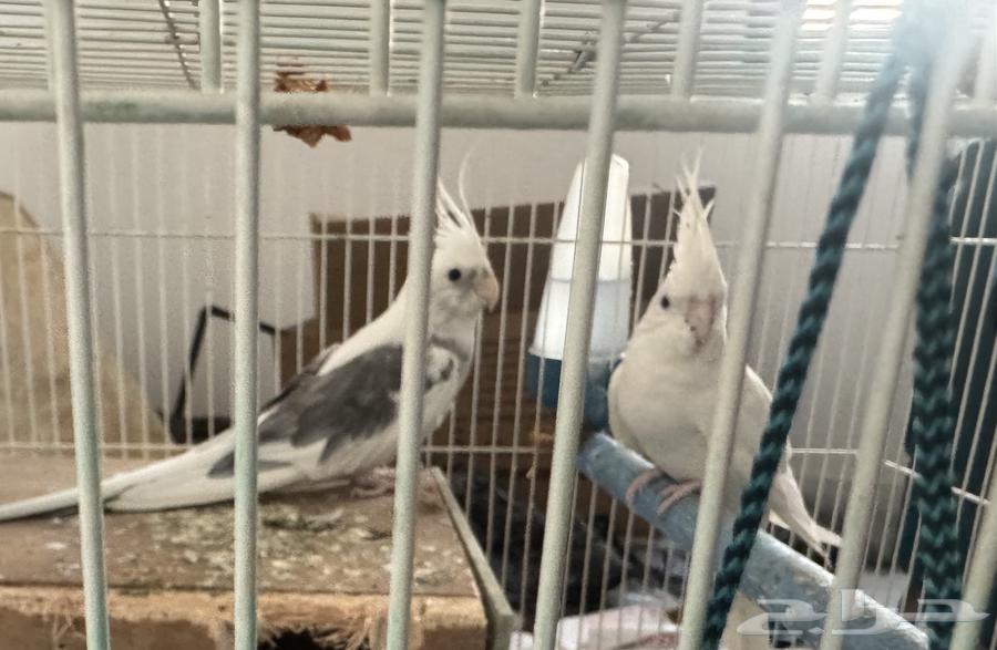 عصافير كروان للبيع64245493944066110