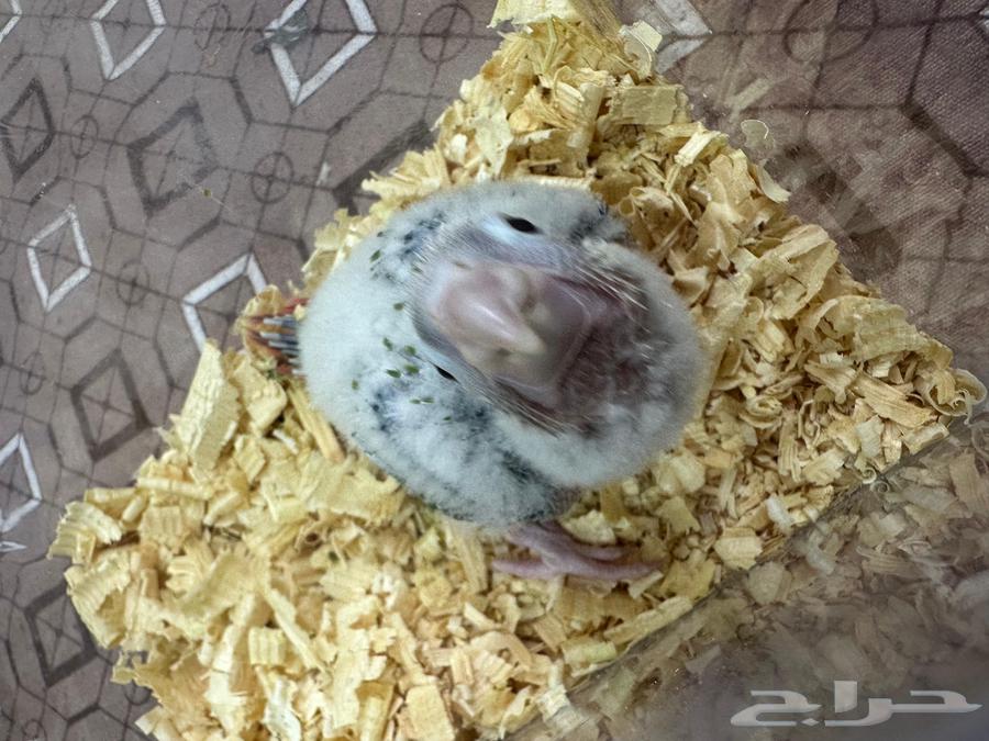 فروخ كنيور غر64243011809026110